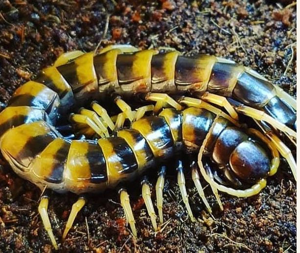 Scolopendra sp. 